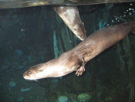Denver Aquarium otters