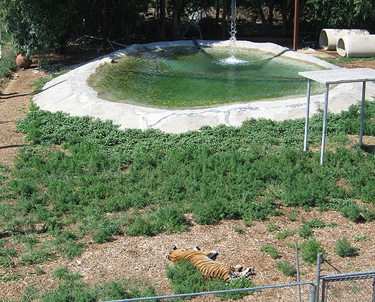 Tiger at the Wild Animal Sanctuary