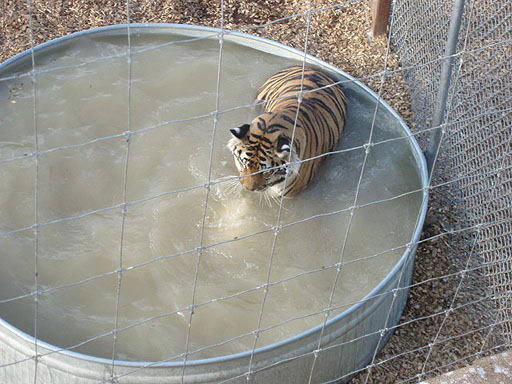 A tiger playing at the Wild Animal Sanctuary