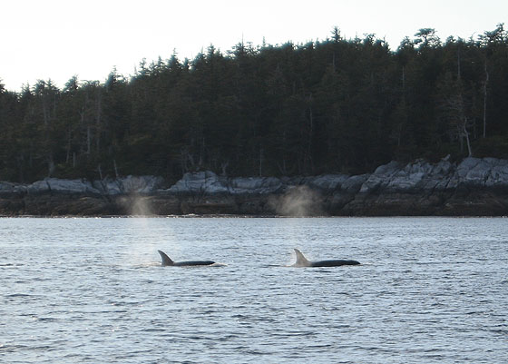 Whales in Prince Rupert