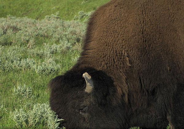 Buffalo at Yellowstone