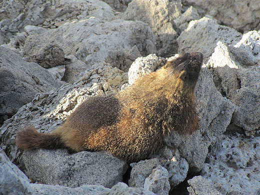 Marmitt at Yellowstone