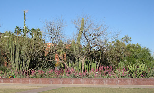 Tucson foliage