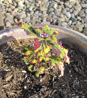 Coleus Hybrid